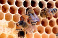 Propolis